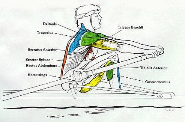 What Muscles Does a Rowing Machine Work