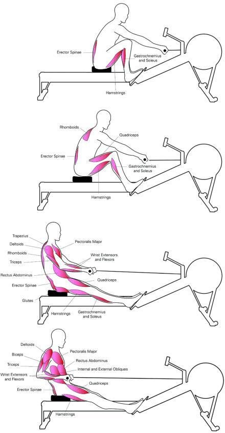 What Muscles Does a Rowing Machine Work